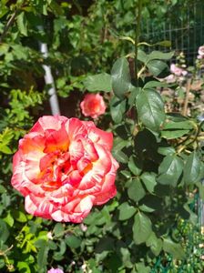 IMG20220621112816