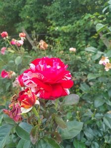 IMG20220621193246