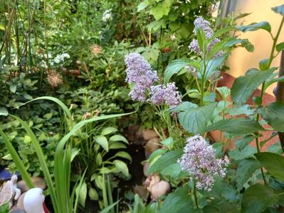 Ceanothus Concha sau Gloire de Versailles