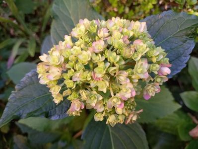 Hydrangea macrophilla "You and Me Forever"