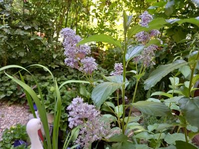 Ceanothus Concha