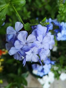 Plumbago