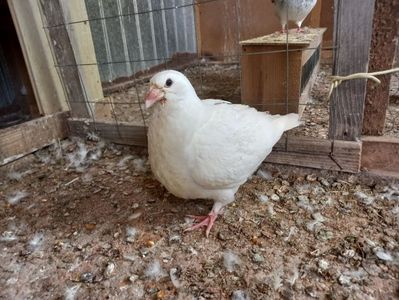 Pui perechea 2 vîndut