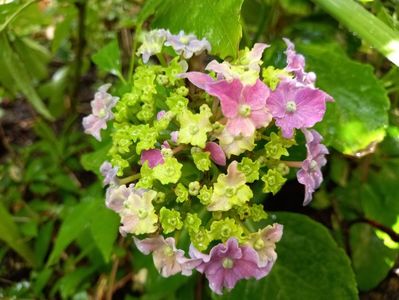 Hydrangea macrophilla "Curly Sparkle"