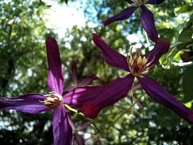 Clematis "Aromatica"