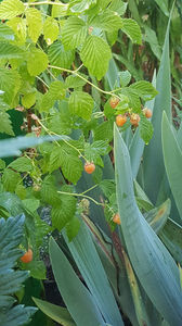 Rubus idaeus "Fallgold"(zmeura)