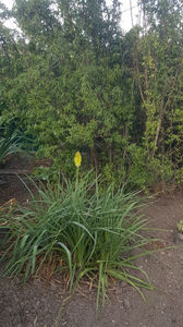 Kniphofia uvaria "lemon"