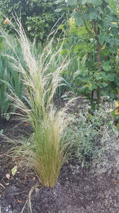 stipa capillata hybr.