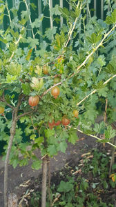 ribes uva crispa(agris)