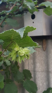 coryllus avellana(alun)
