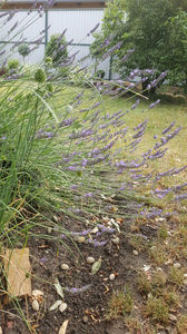 lavandula-angustifolia