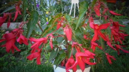 "Boliviensis"