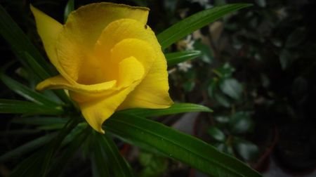 Thevetia peruviana