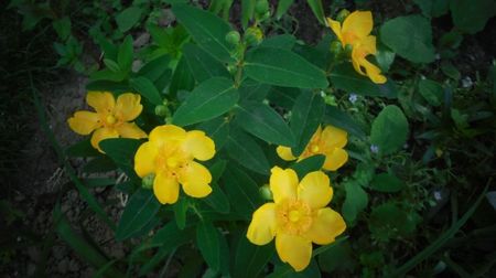 Hipericum calycinum,calde multumiri,Maria!