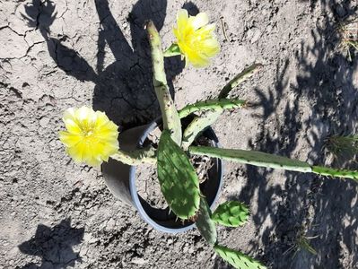 Opuntia Humifusa