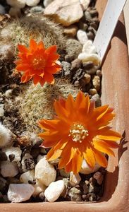 2022 Rebutia flavistyla