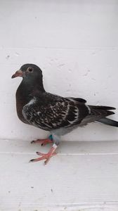 vandut