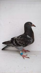 vandut