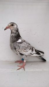 vandut