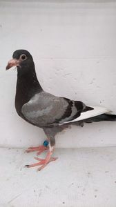 vandut
