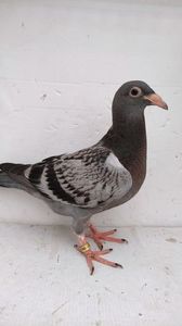 vandut