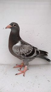 vandut