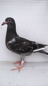 vandut