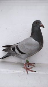vandut 43buc