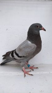 vandut