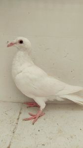 vandut
