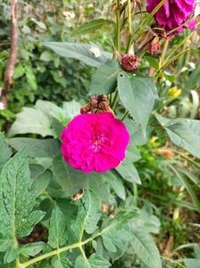 IMG20220626120529