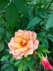 IMG20220626115120