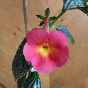 Peach Cascade