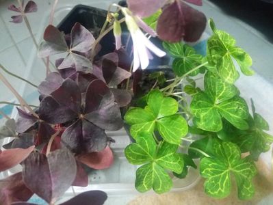 Multumeeeeesc din toata inima Myre!❤❤❤