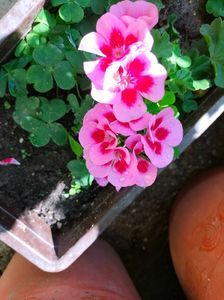 IMG20220629101543