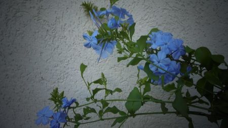 Plumbago auriculata