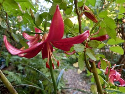 Lilium regale "Red Velvet"
