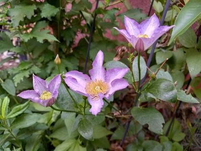 Clematis "Exciting"