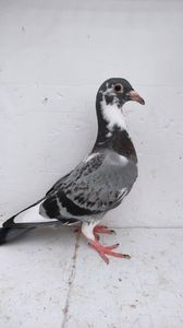 vandut