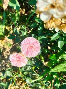 IMG20220701102318