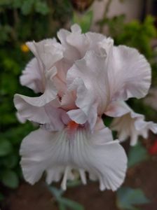 IMG-20220701-WA0183