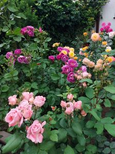 IMG-20220701-WA0011