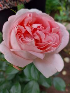 IMG-20220701-WA0013