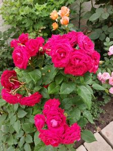 IMG-20220701-WA0020