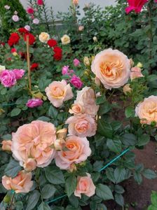 IMG-20220701-WA0023