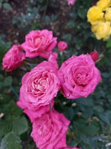 IMG-20220701-WA0015