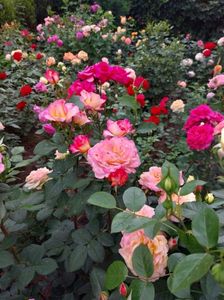 IMG-20220701-WA0017