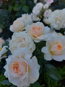 IMG-20220701-WA0018