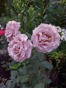 IMG-20220701-WA0019