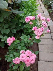 IMG-20220701-WA0027